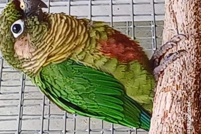 pyrrhura frontalis (bruinoortje) split fallow