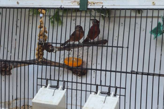 rode kroonvinken 1-1