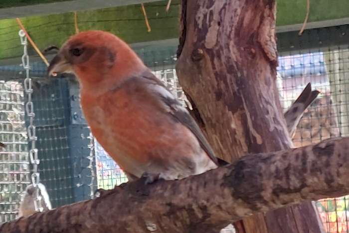 witband kruisbek witbandkruisbek