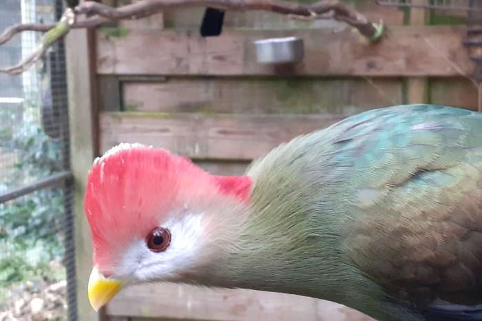 koppel roodkuiftoerako's onverwant