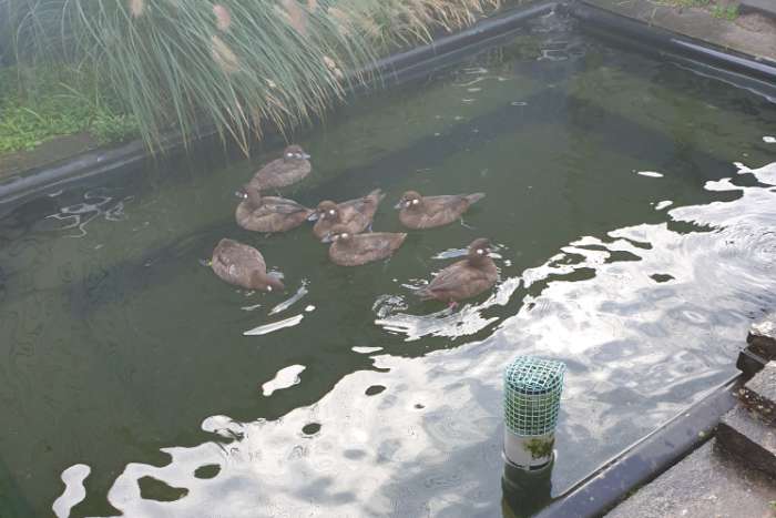 aangeboden harlekijneenden