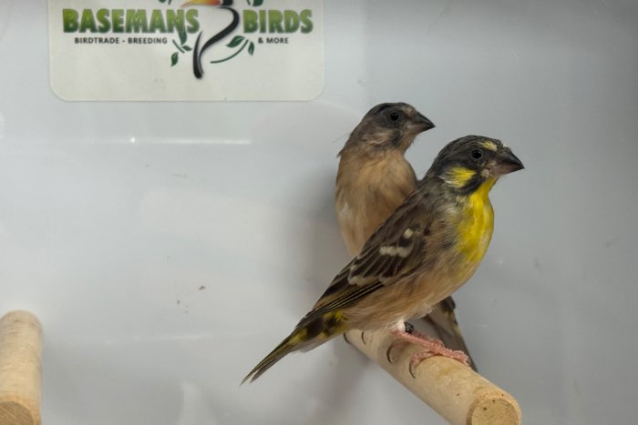 citroenborst edelzanger - crithagra citrinipectus