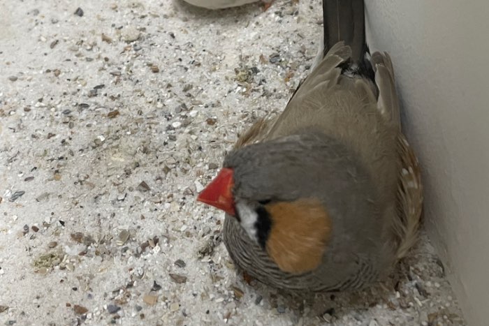 bleekrug x masker grijs