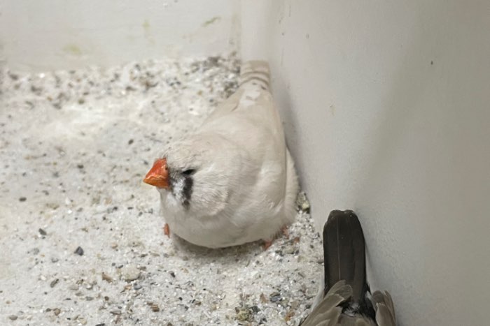 bleekrug x masker grijs