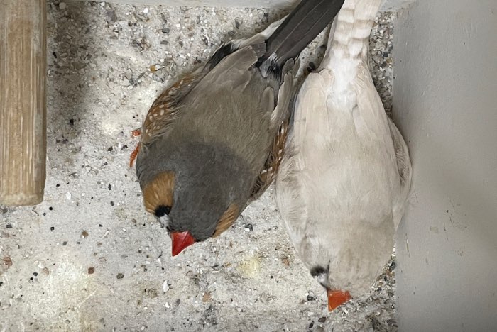 bleekrug x masker grijs