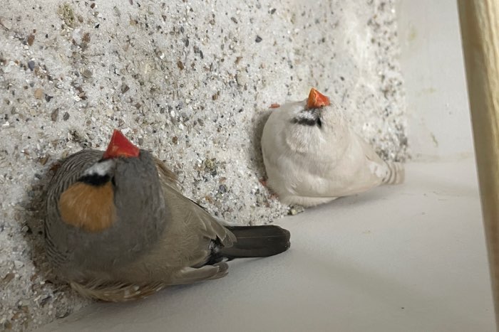 bleekrug x masker grijs