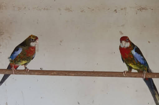 kwkoppel zwartopalinebont rosella's 9