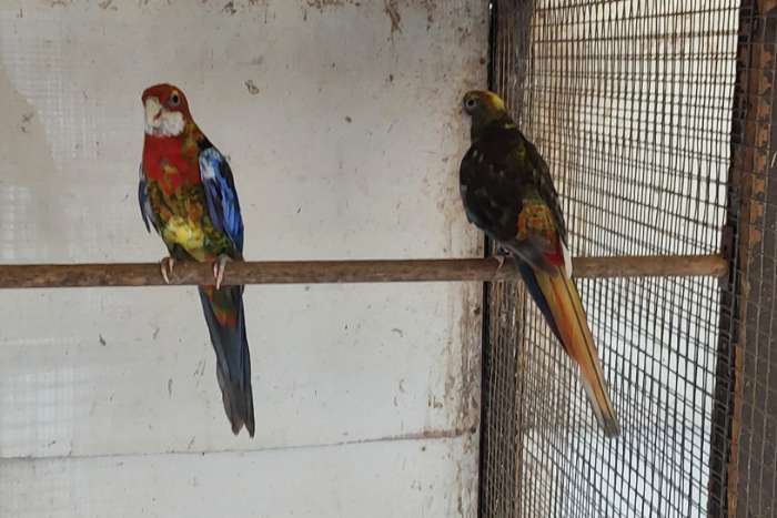 kwkoppel zwartopalinebont rosella's 9