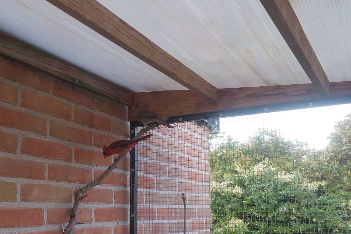 koppel rode kardinalen