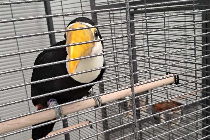 ramphastos toco