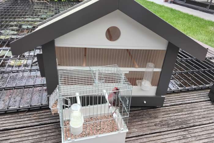 bastaarden putterxkanarie kapoetsijsxkanarie