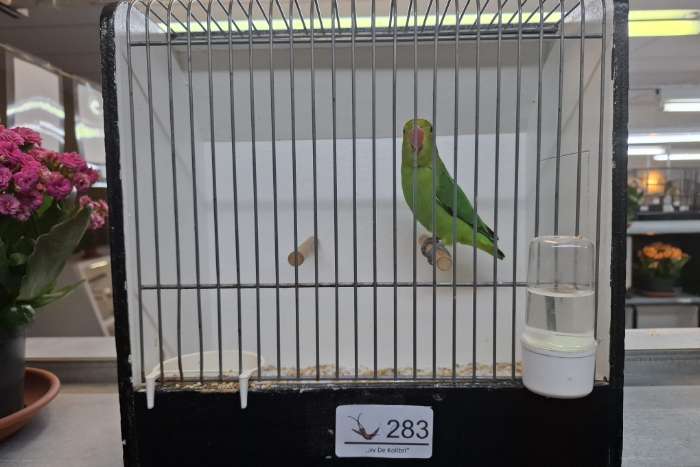 taranta poppen d groen 2025 te koop