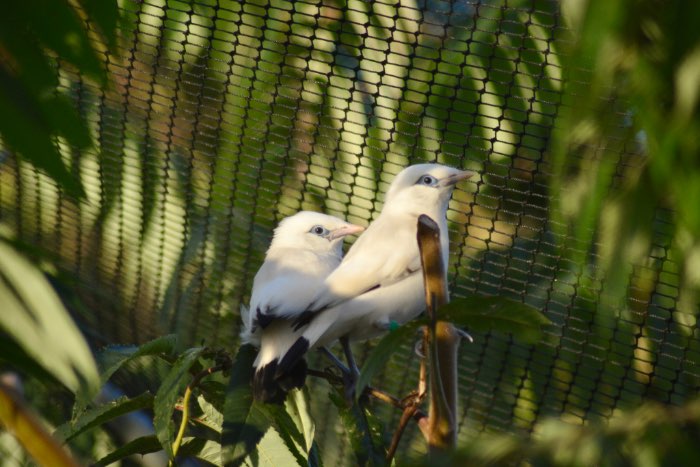 2.0 balispreeuw 2025 nieuwe bloedlijn