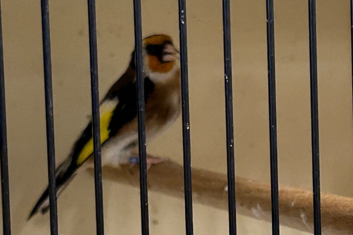 bloemputter man 2023