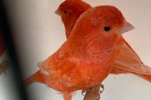 rode , rood ivoor , zwart- rode kanaries