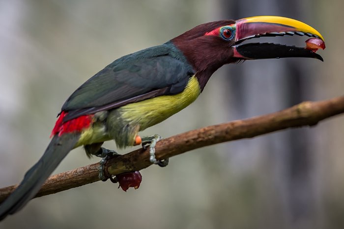 groene arasari - pteroglosssus viridis