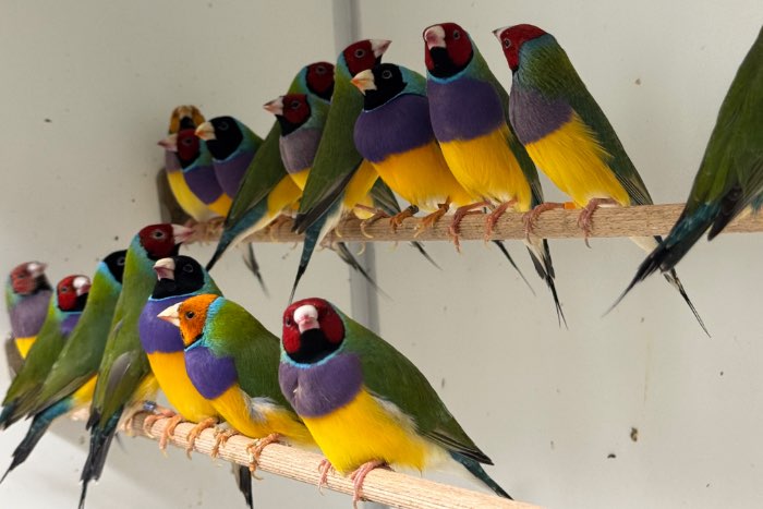 gouldamadines - chloebia gouldiae