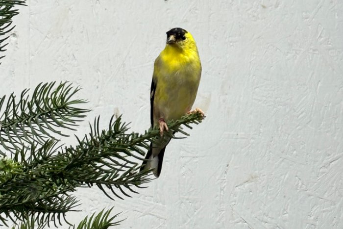 koppel treursijzen (2025)