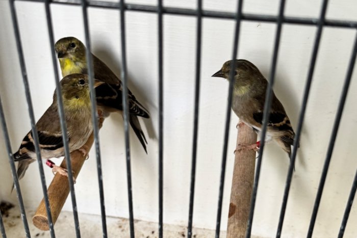 koppel treursijzen (2025)