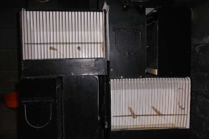 tt kooien voor europese, kanaries en exoten