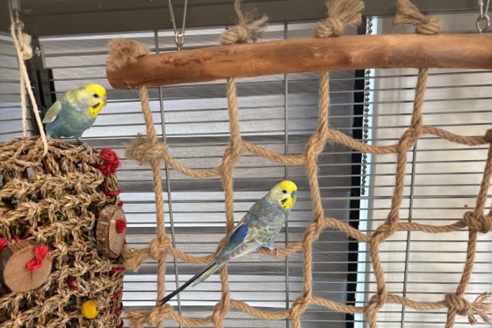 2 grasparkieten te koop