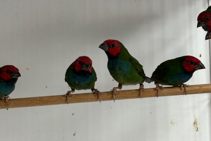 kortstaart papegaai amadines