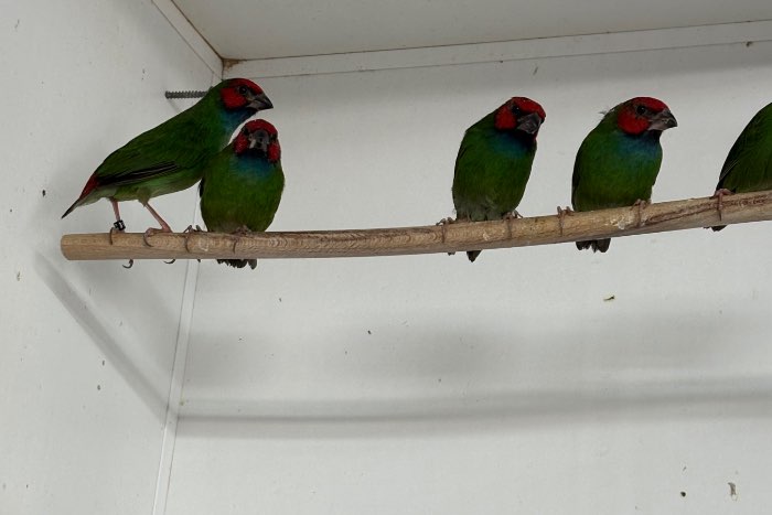 kortstaart papegaai amadines