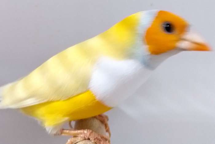 2 gould amadines mannen