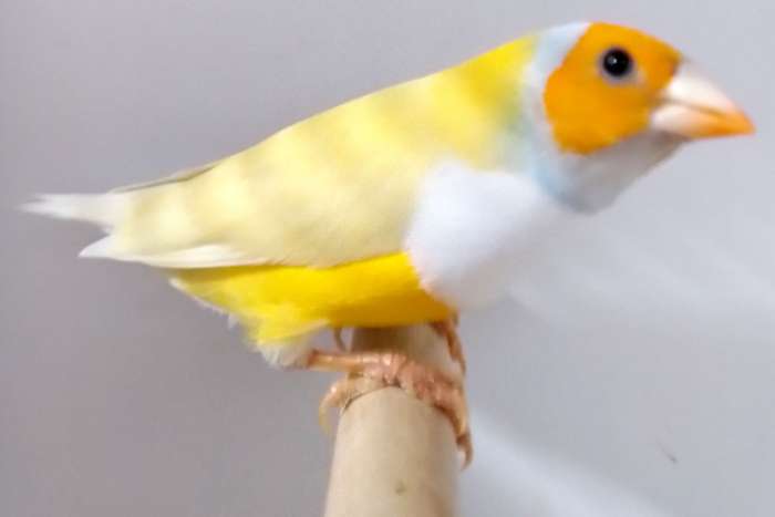 2 gould amadines mannen