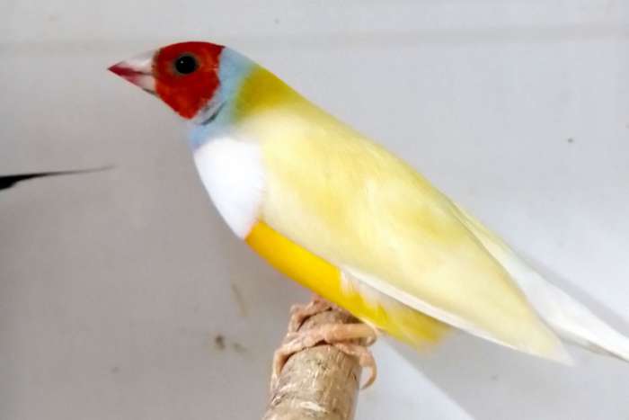 2 gould amadines mannen