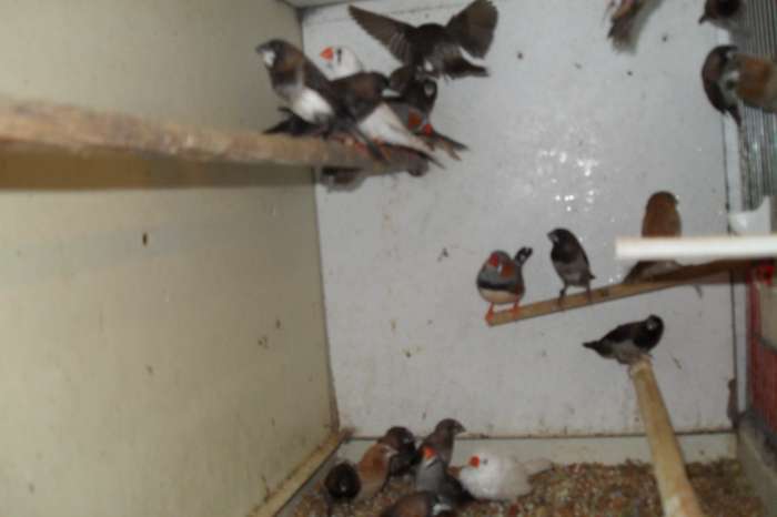 v/a zaterdag vele tropische vogeltjes