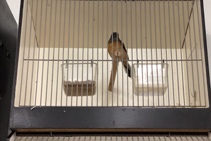 pop schamalijster 2025