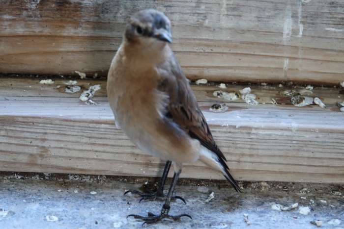 europese tapuit ( oenanthe oenanthe)