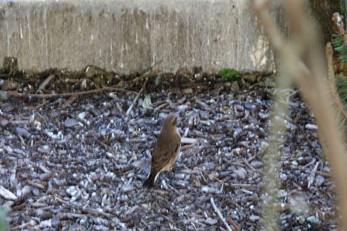 europese tapuit ( oenanthe oenanthe)