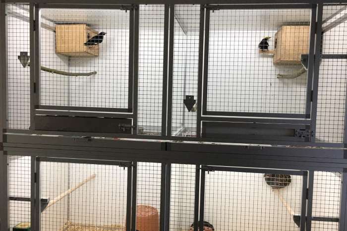 led installatie op maat voor uw vogelkooi(en)