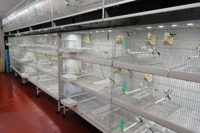 led installatie op maat voor uw vogelkooi(en)