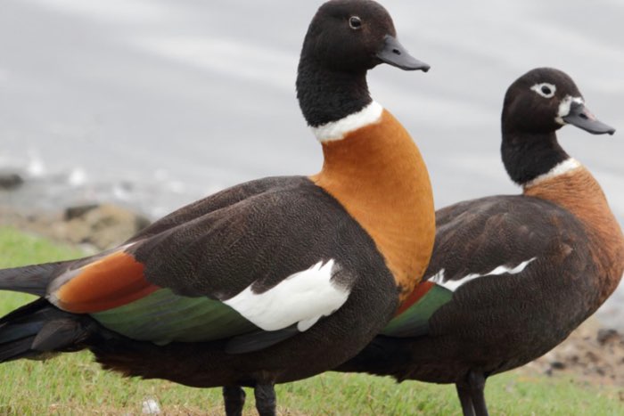 australische casarca