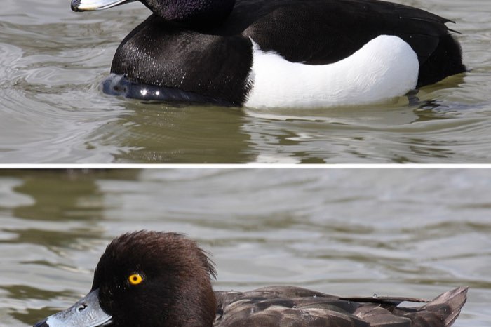 siereenden/kweekkoppels