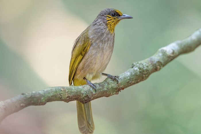 vlekkeel buulbuul - pycnonotus finlaysoni