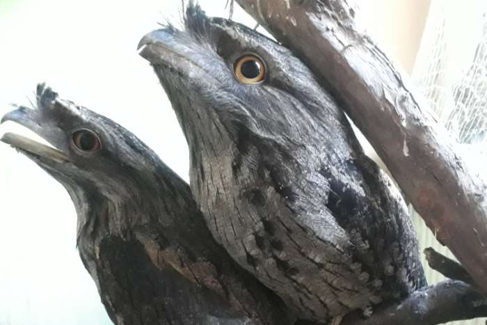 eulenschwalme 2,0 podargus