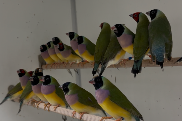 gouldamadines - chloebia gouldiae