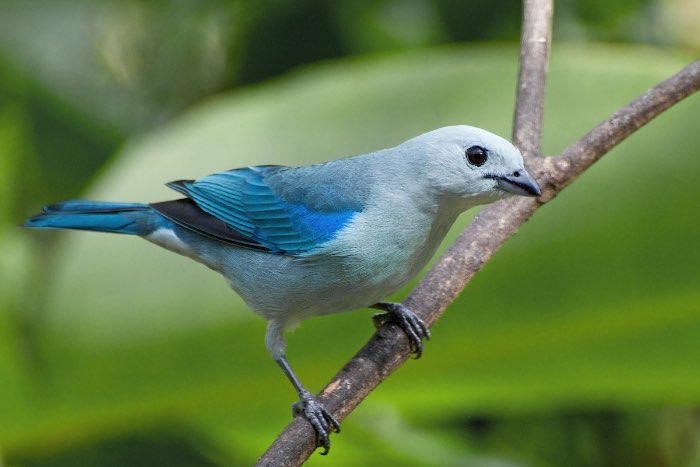 blauwgrijze witschouder tangara - thraupis episcopus