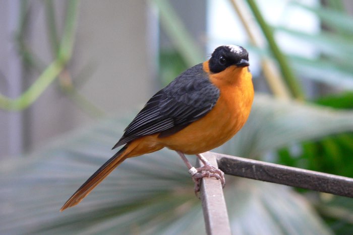 koppel sneeuwkap tapuiten geringd 2025