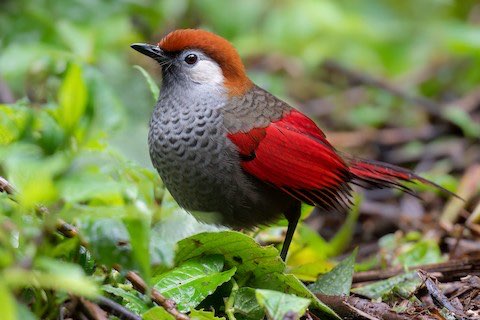 koppel roodstaart gaailijster geringd 2024