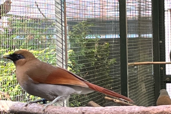 div mooie gaailijsters