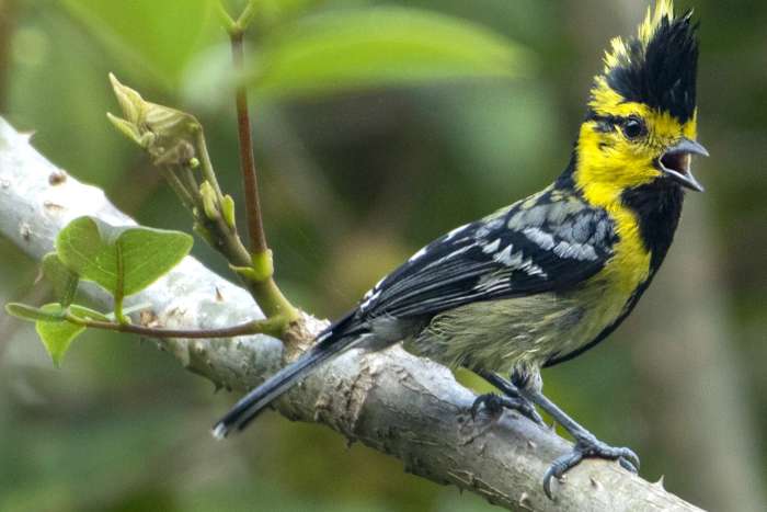 koningsmees parus spilonotus