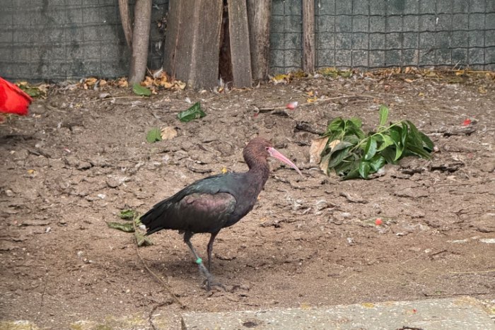 puna ibis vrouw 2019 te koop