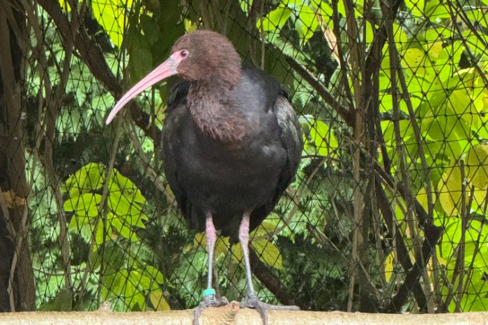 puna ibis vrouw 2019 te koop