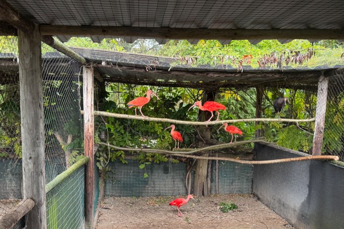 koppel rode ibis 2021 /2022