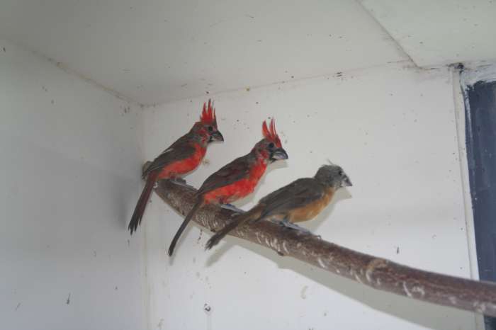 vermiljoen kardinaal